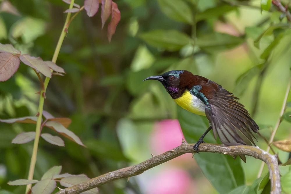 Photograph by Chamara Sulakkhana Polwatta Siriyalage