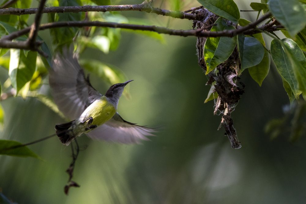 Photograph by Chamara Sulakkhana Polwatta Siriyalage