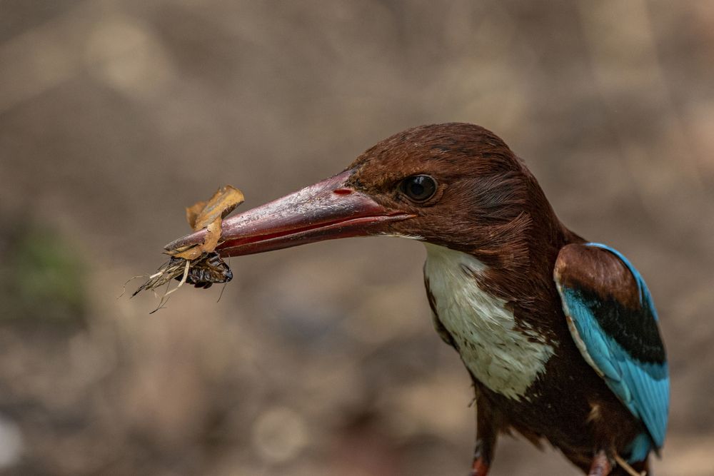 Photograph by Chamara Sulakkhana Polwatta Siriyalage