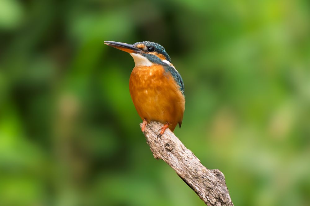 Photograph by Eric Poon