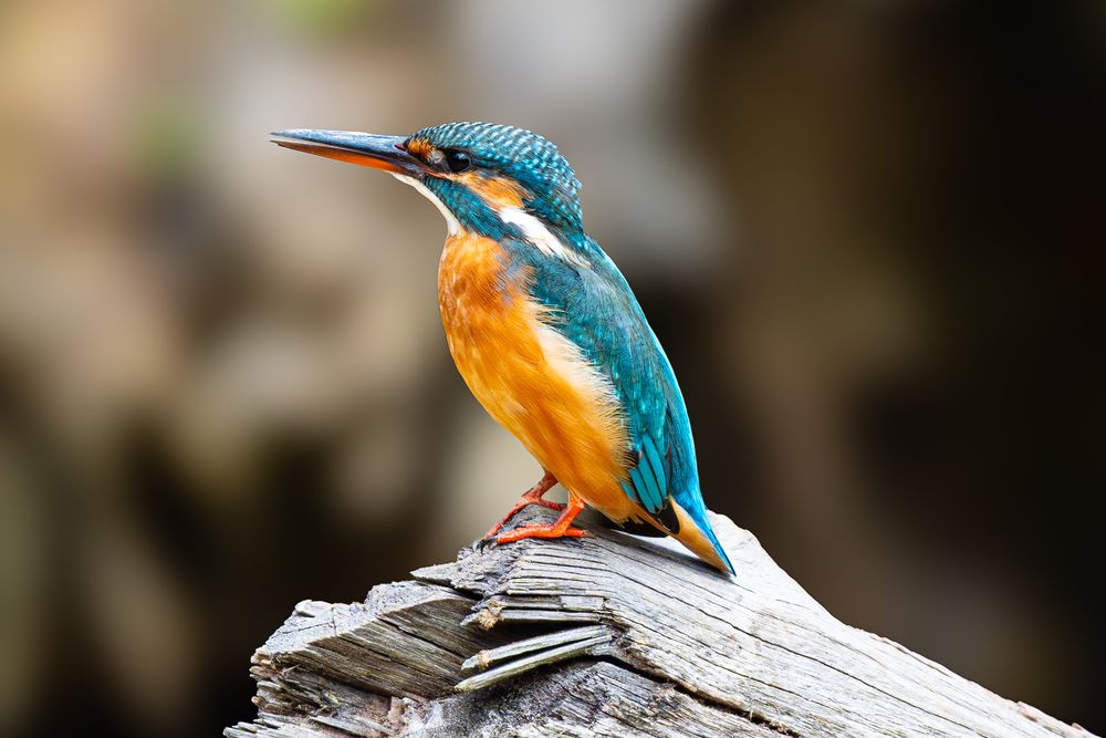 Photograph by Eric Poon