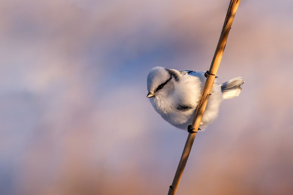 Photograph by Бодрягин Виталий