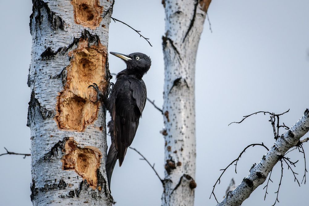 Photograph by Бодрягин Виталий