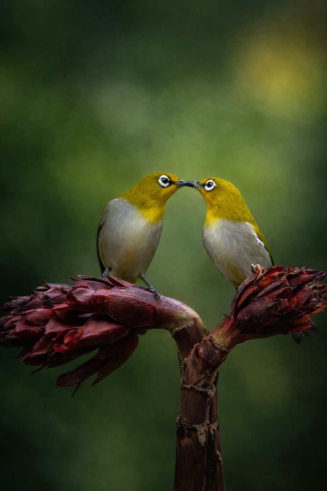 Фотография автора Prabhat Ghosh