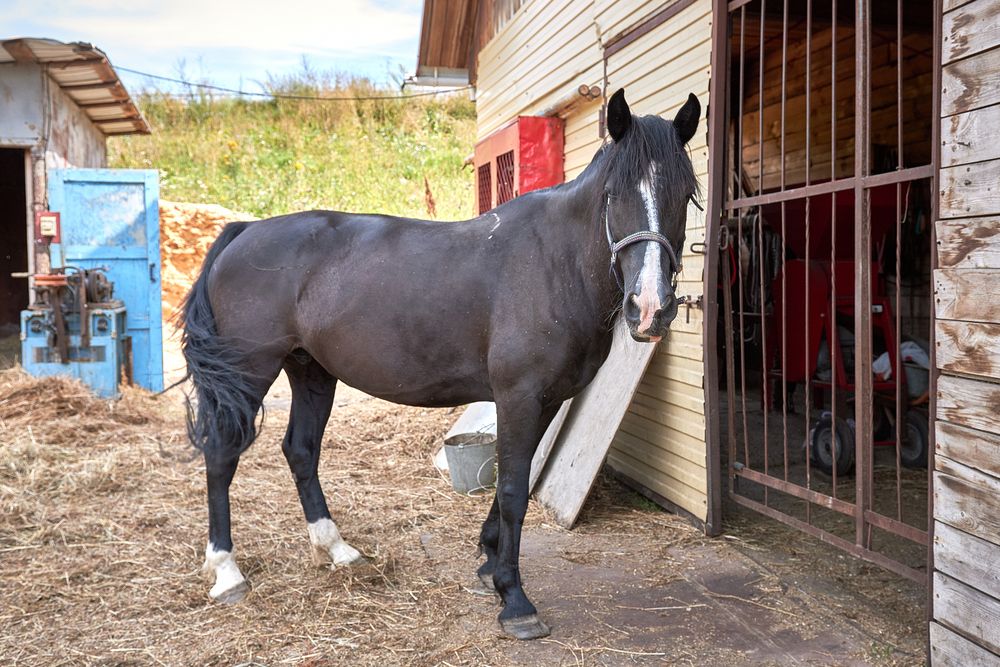 Фотография автора Алена Скокова