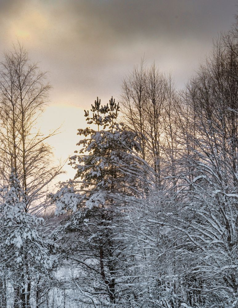Фотография автора Медведева Елена