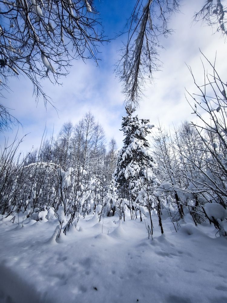 Фотография автора Медведева Елена