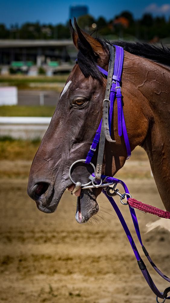 Photograph by Andrej Nihil