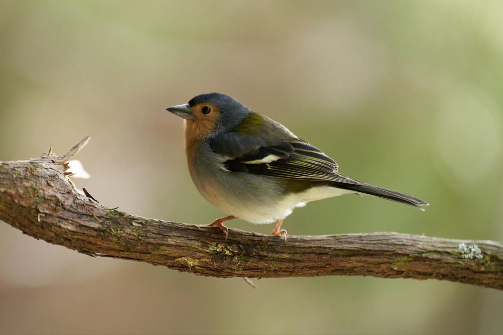 Photograph by Natalie Liedtke