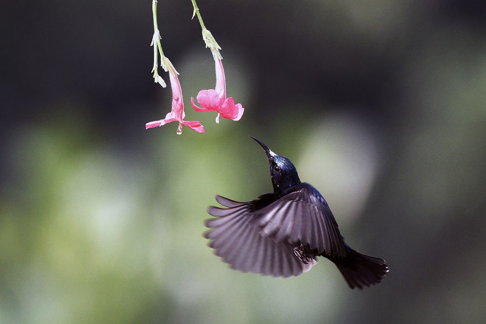 Photograph by SUBHO SAHA