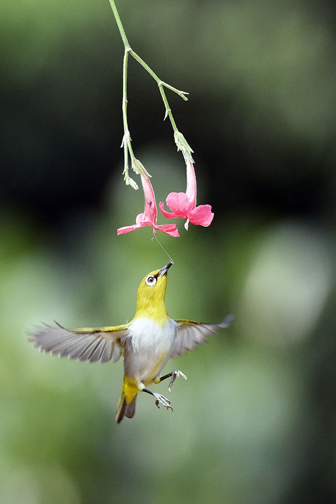 Photograph by SUBHO SAHA