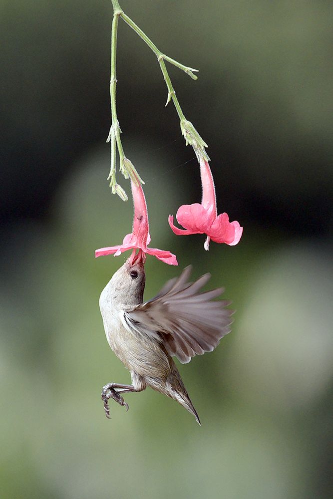 Photograph by SUBHO SAHA
