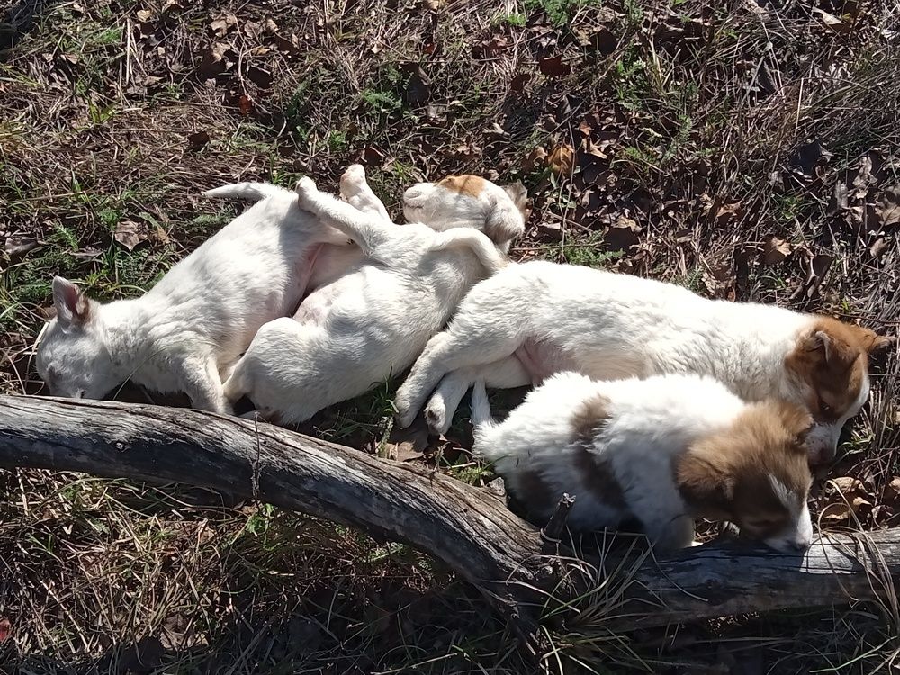 Photo #13080170