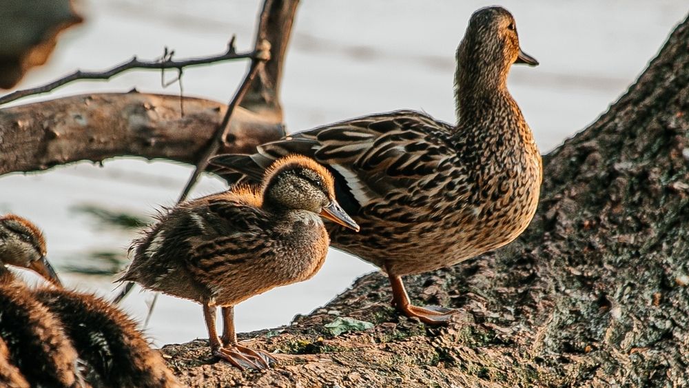 Photograph by Elena Chilikina