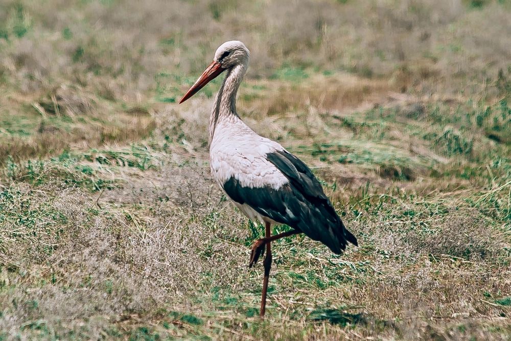 Photograph by Elena Chilikina