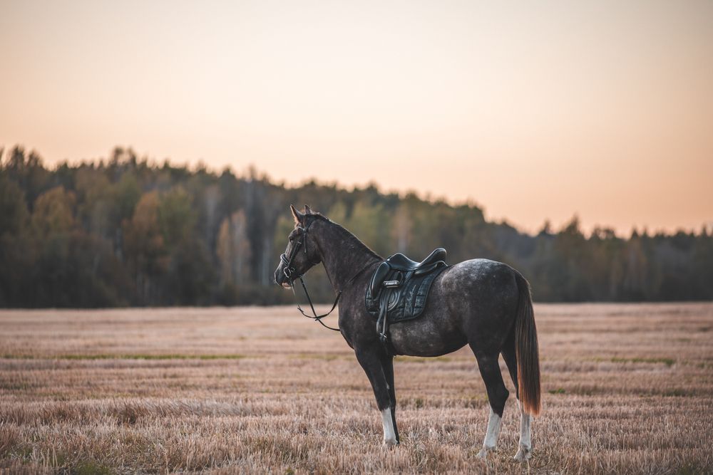 Фотография автора Алина Долгова