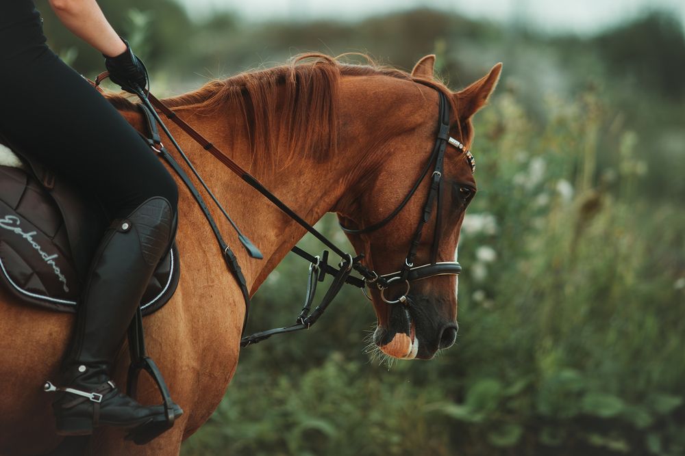 Фотография автора Алина Долгова