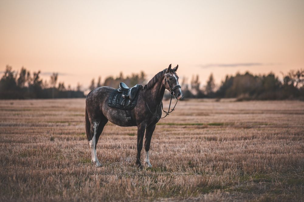 Фотография автора Алина Долгова