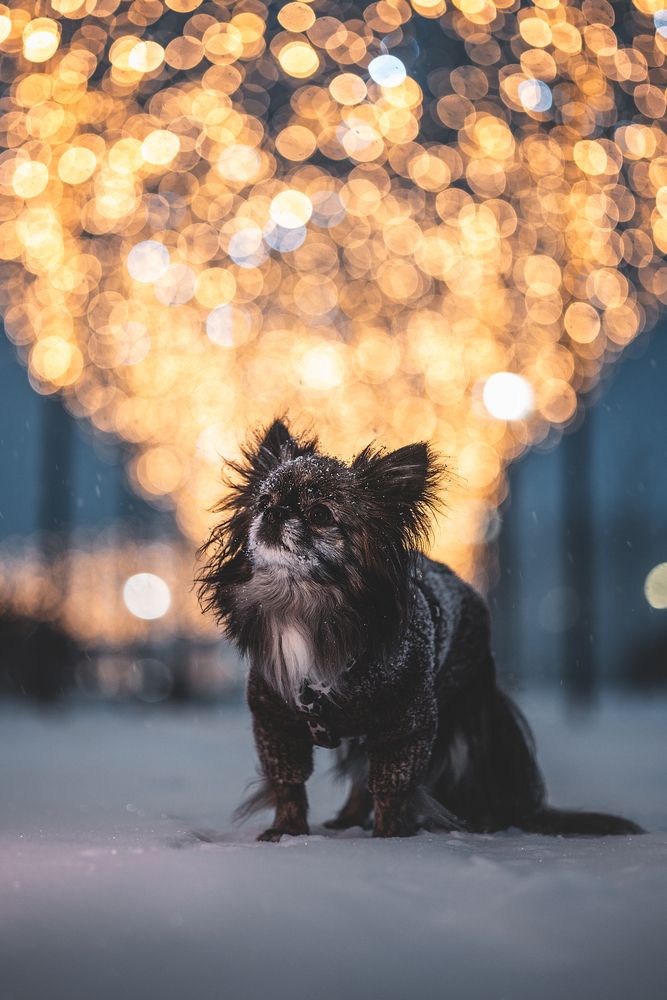 Photograph by Алина Долгова
