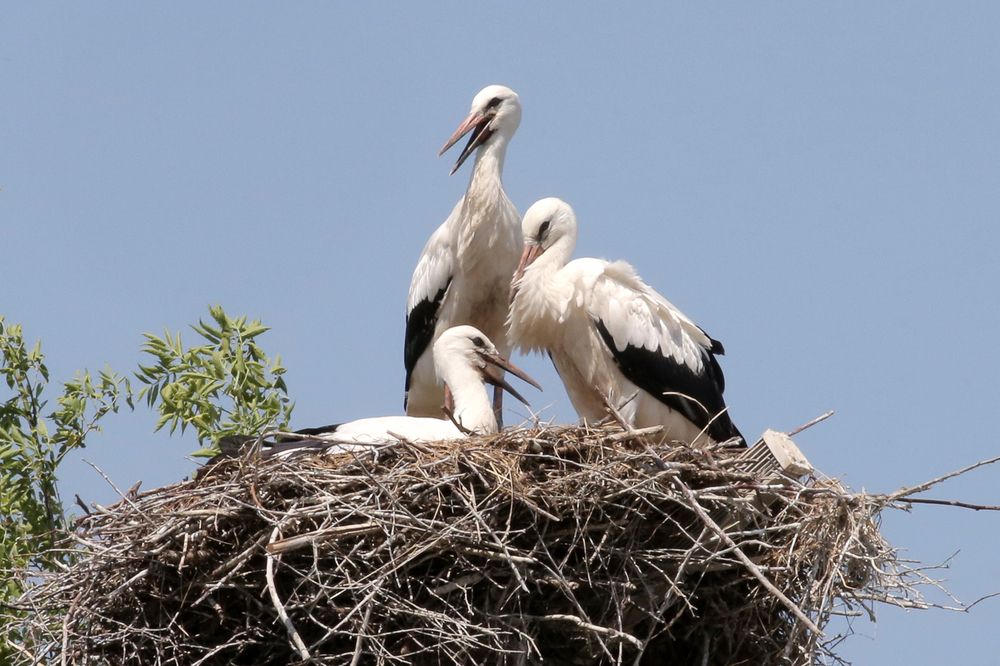 Фотография автора Николай Семенец