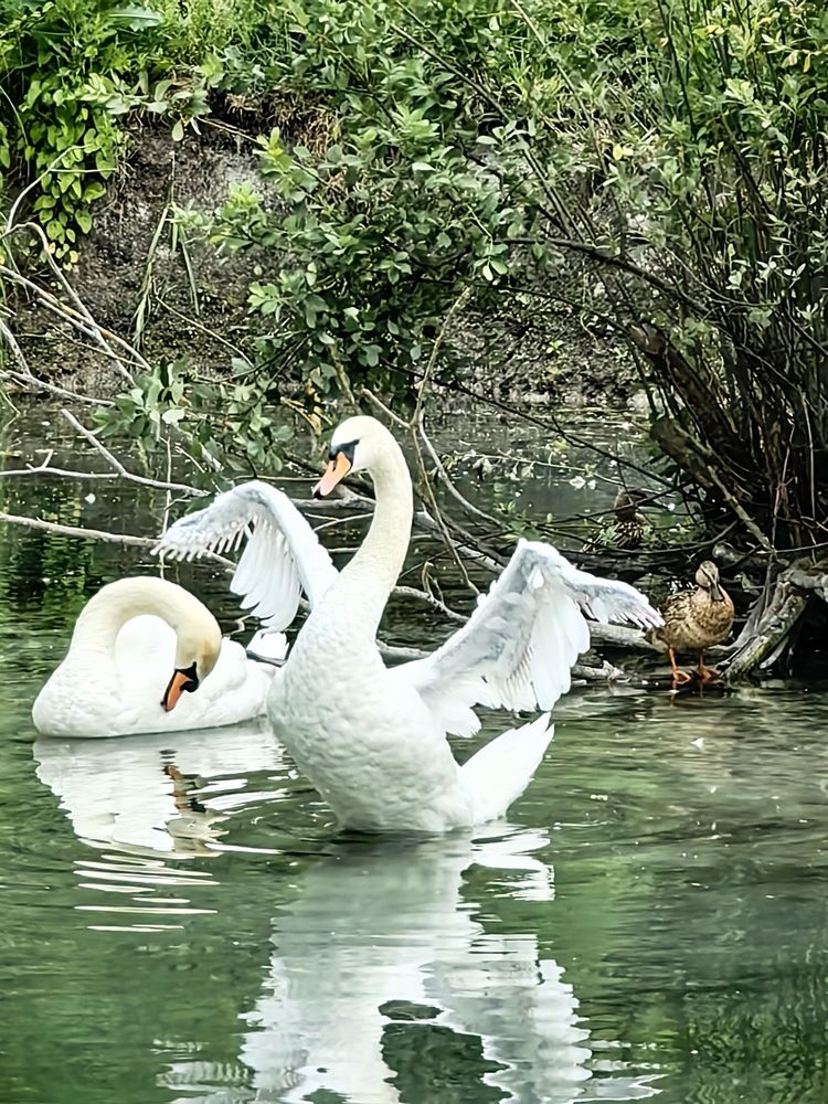 Photograph by Ольга Подопригора