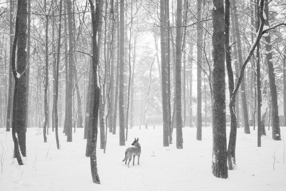 Photograph by Антон Огородов