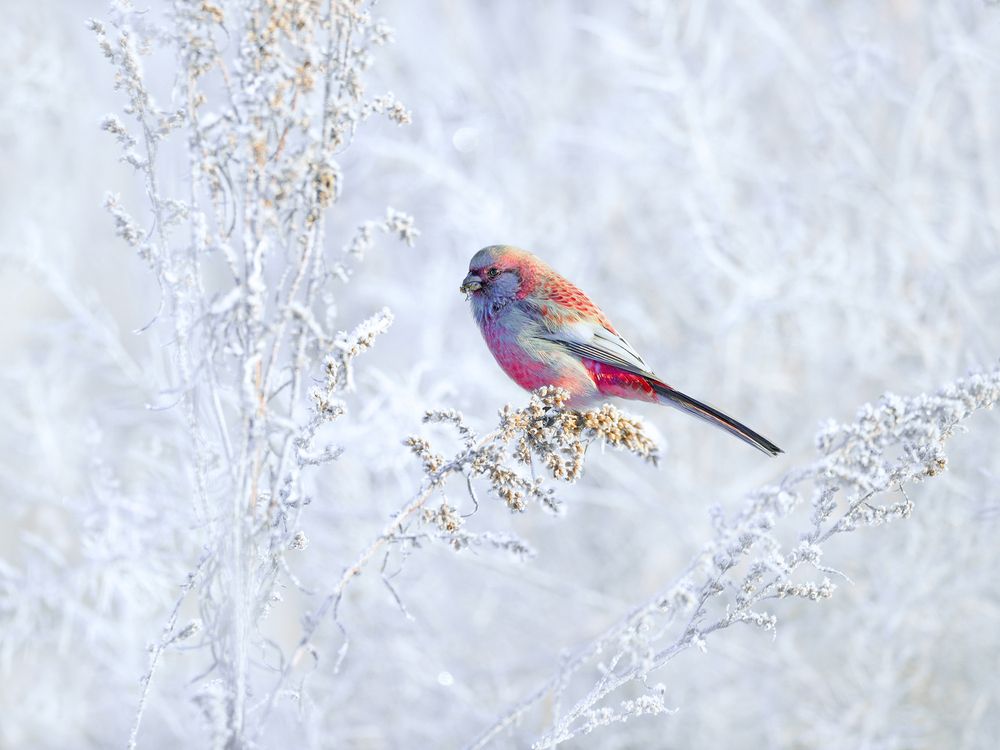 Северный жемчуг