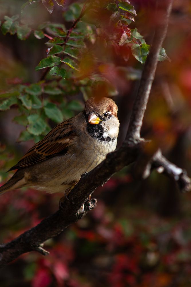 Фотография автора Денис Мартыновский