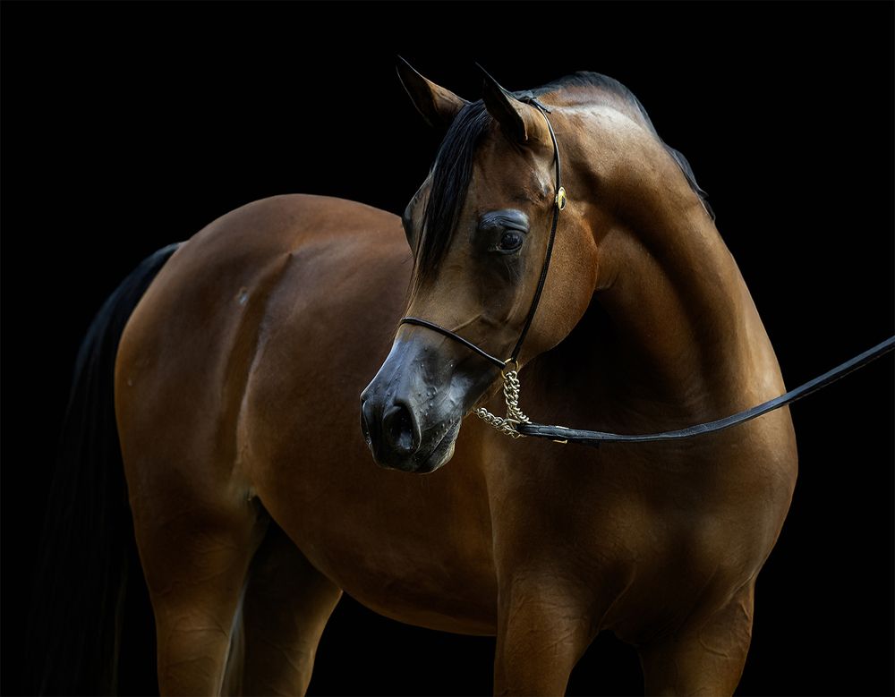 Photograph by وفاء يريمي