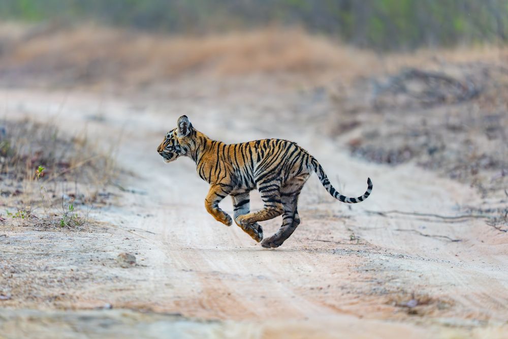 Photograph by Nitin Baste