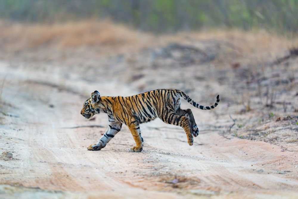 The charging tiger cub