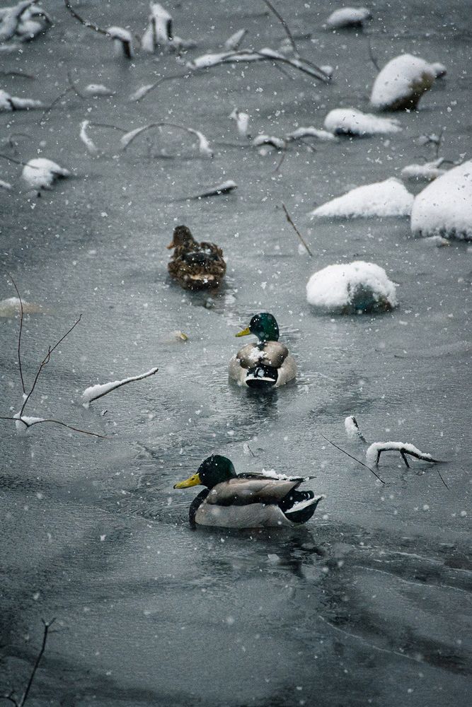 Photograph by Коцюрба Татьяна