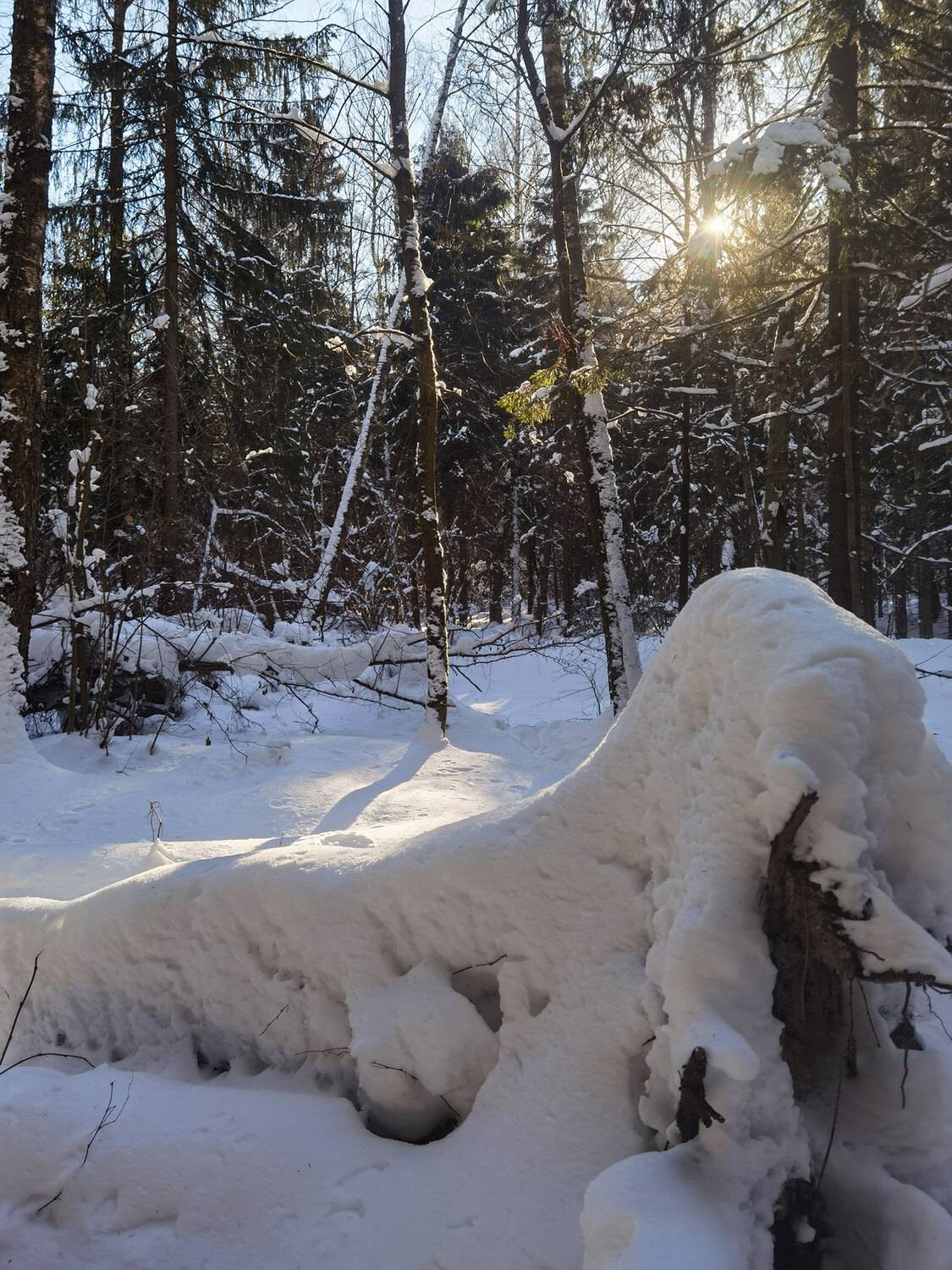 Фотография #13081215