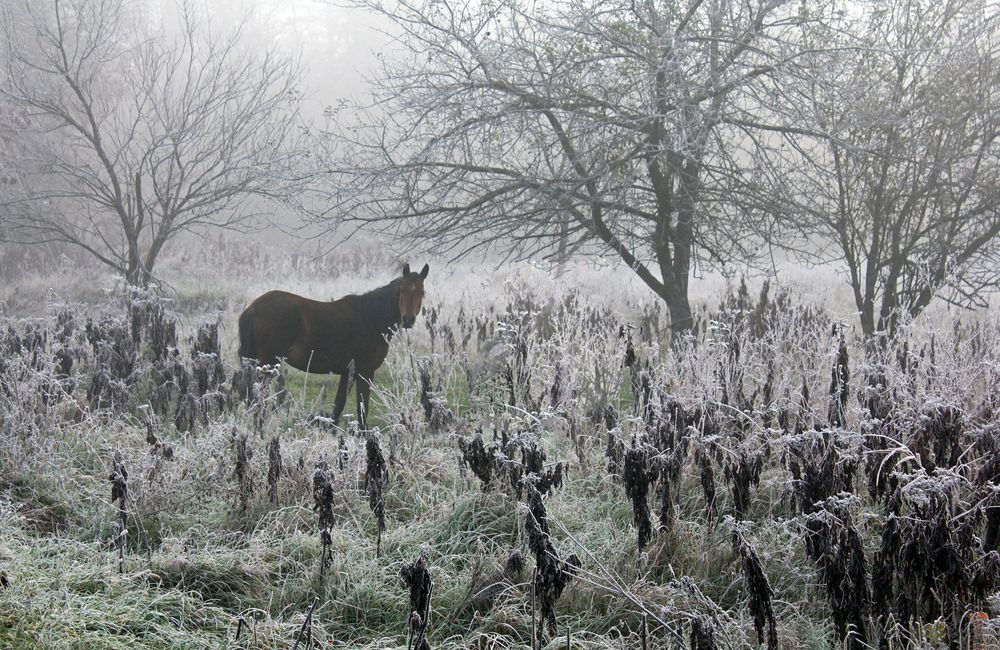 Фотография автора Георгий Волков