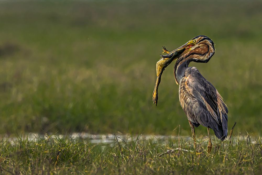 Photograph by Saumi Biswas