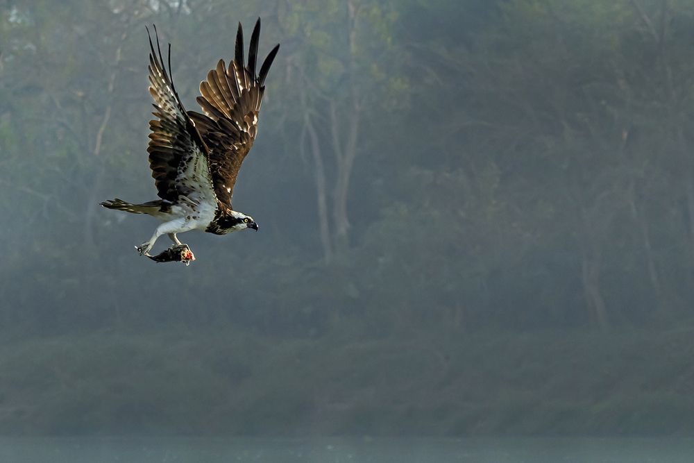 Photograph by Saumi Biswas