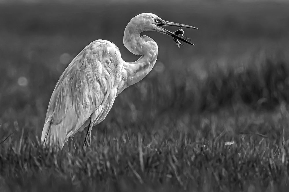 Photograph by Saumi Biswas