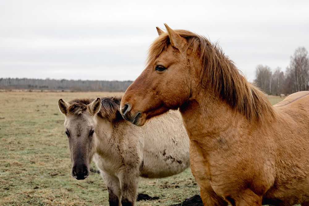 Фотография автора Halina Paspelava