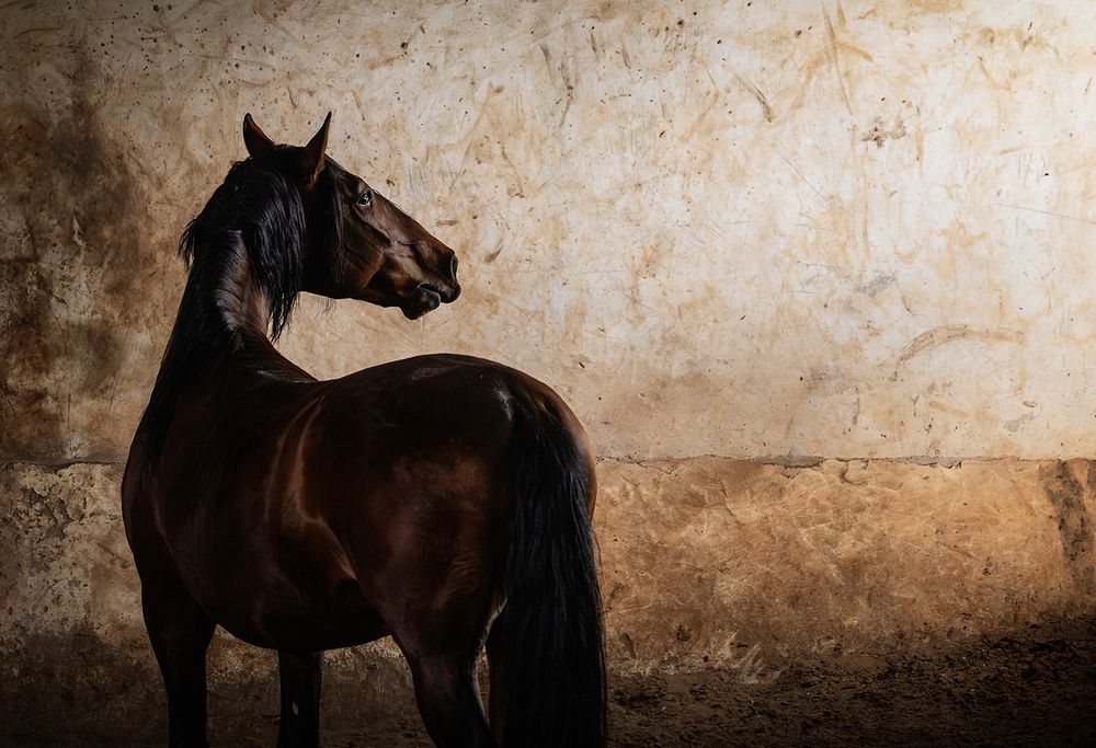 Фотография автора Ebeling Samantha Dawn