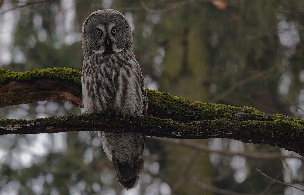Photograph by Владимир Соколов