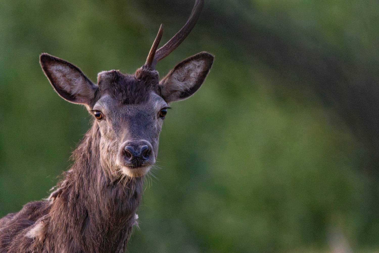 Фотография #13081455