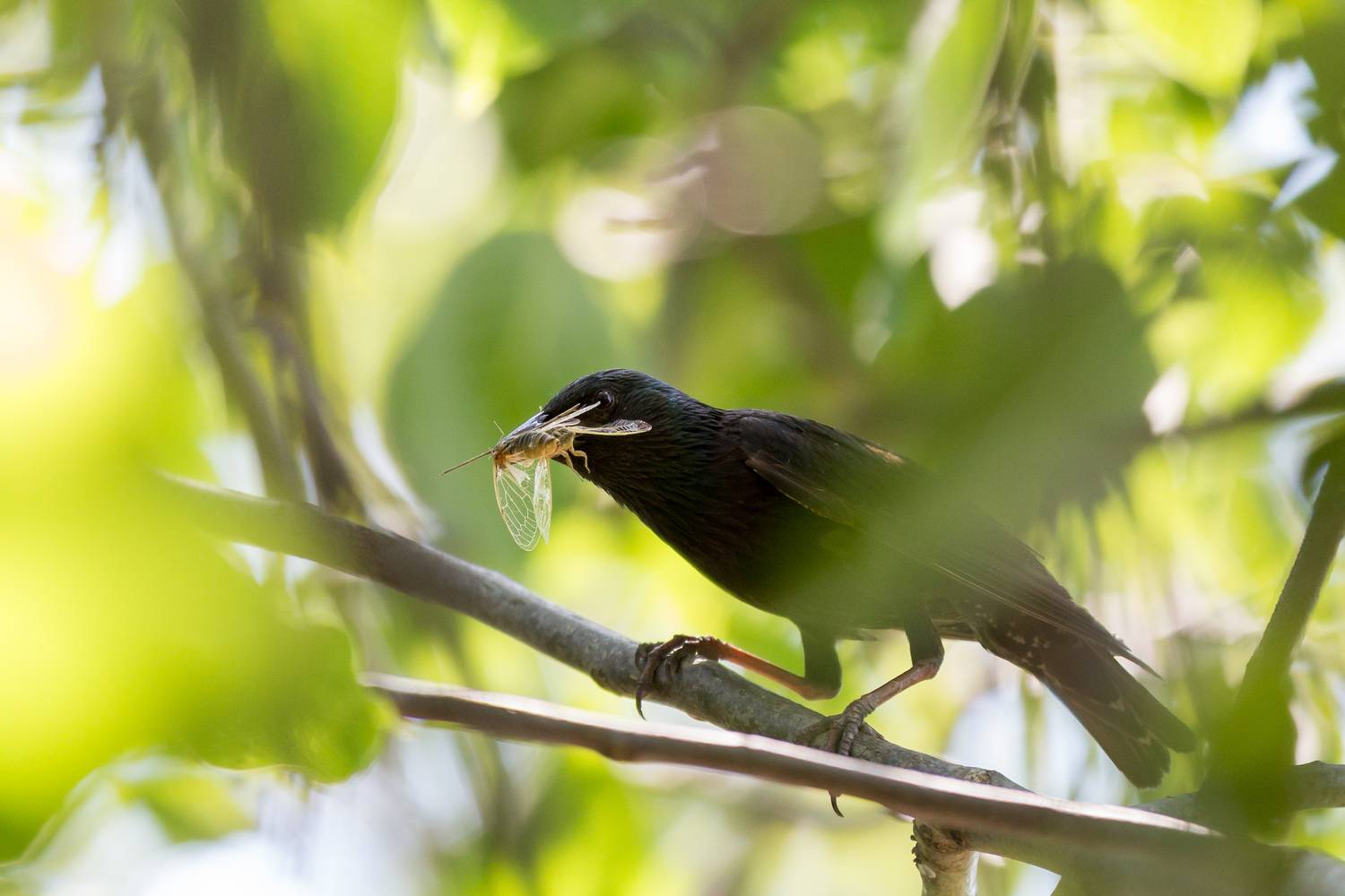 Фотография #13081565