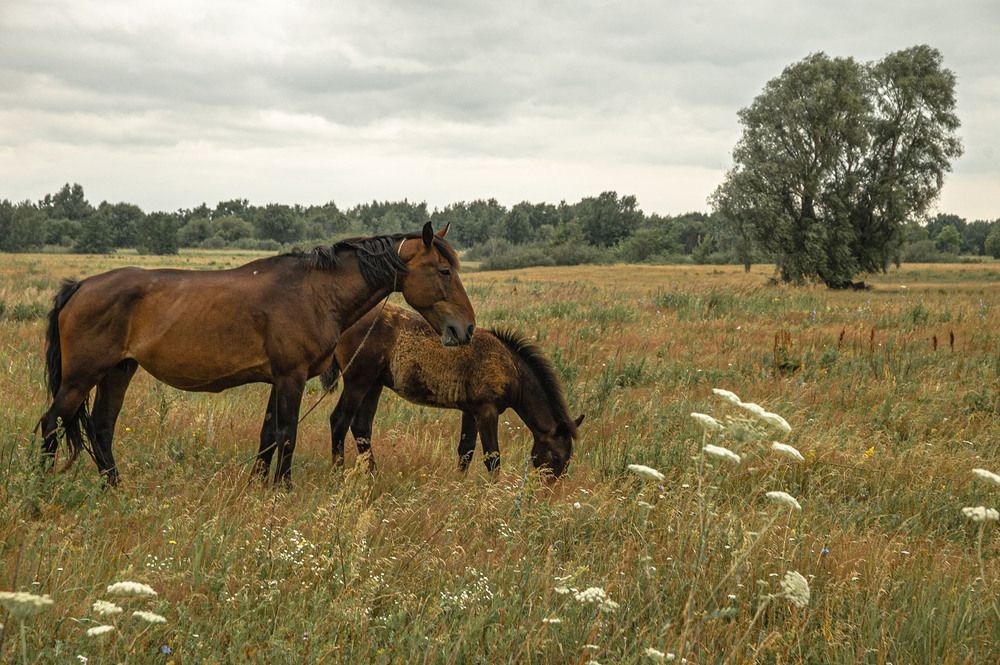 Photograph by Vladimir  Komarov