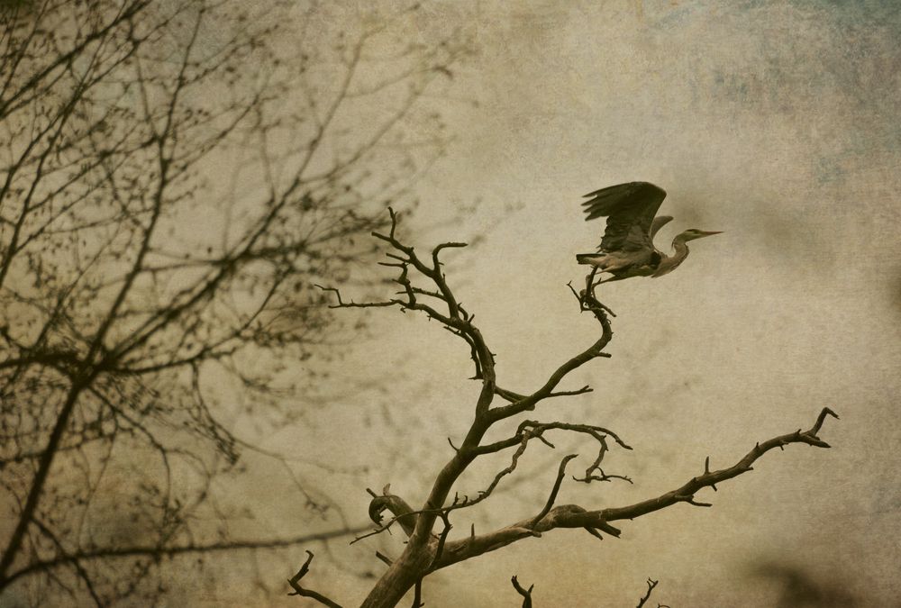 Фотография автора Сагдиева Эльвира