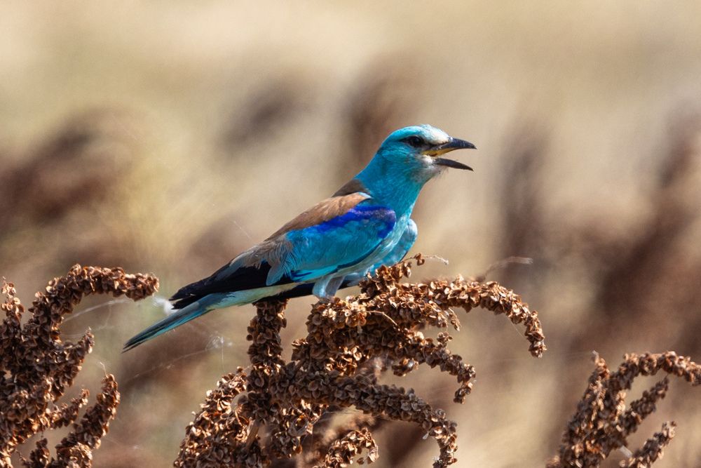 Photograph by Алексей Шматков