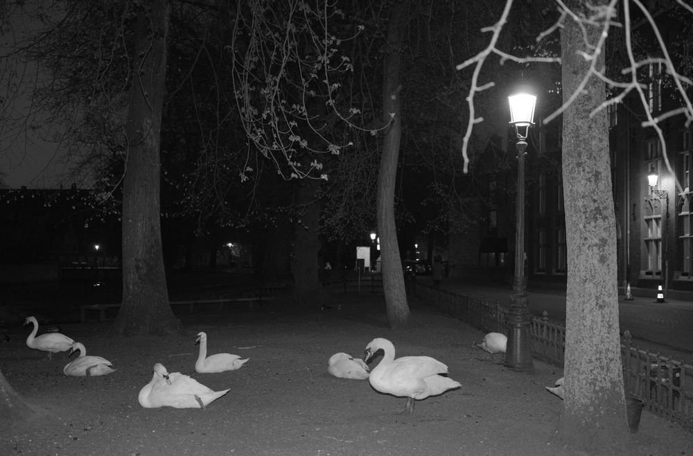 Photograph by Alfonso Bricegno