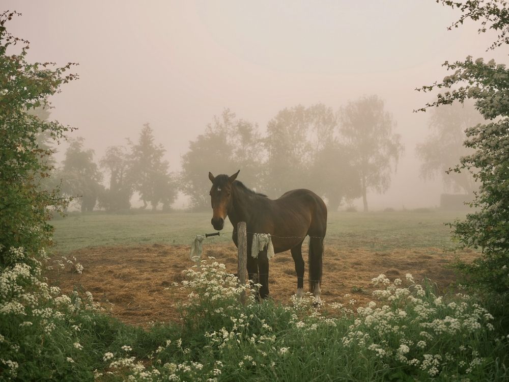 Фотография автора Alfonso Bricegno