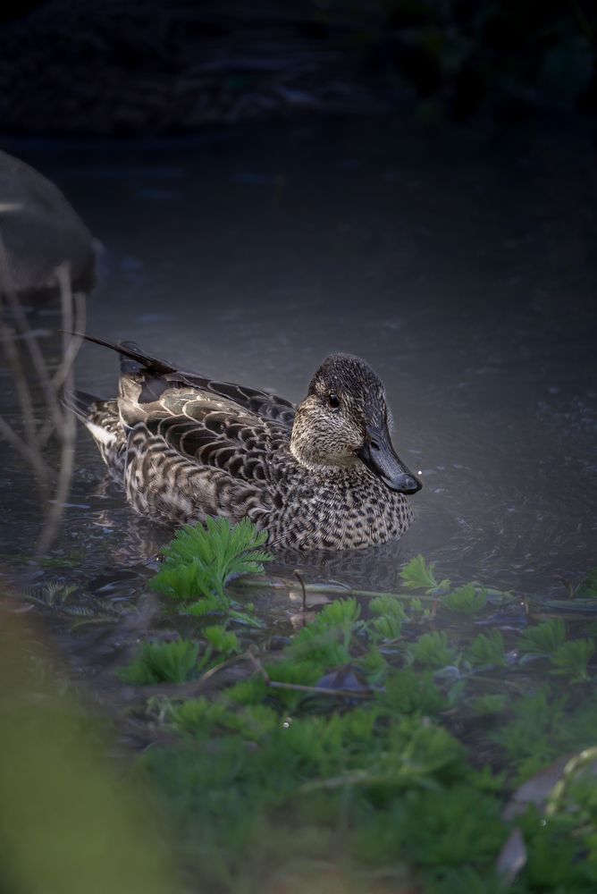 Photograph by kurodon