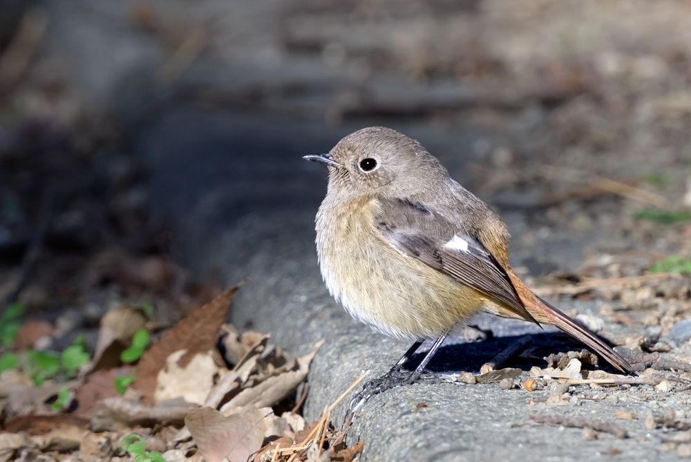 Photograph by kurodon