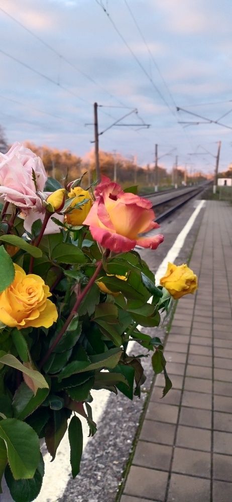 Photograph by Инна Базилева
